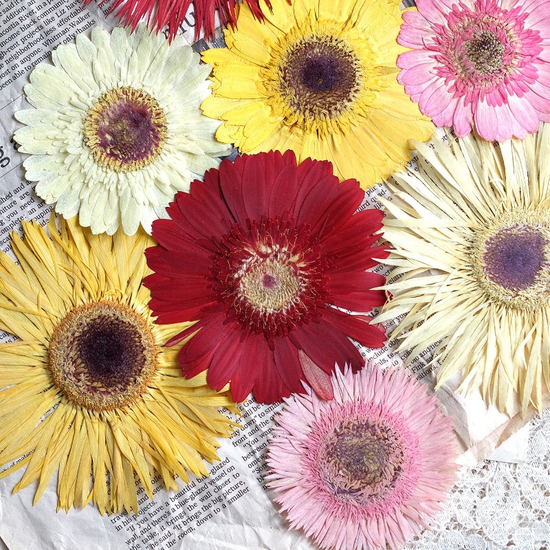 Resin Art Phone Case - 1pcs/7-9cm,Pressed Gerbera Dried Flowers Sunshine Color