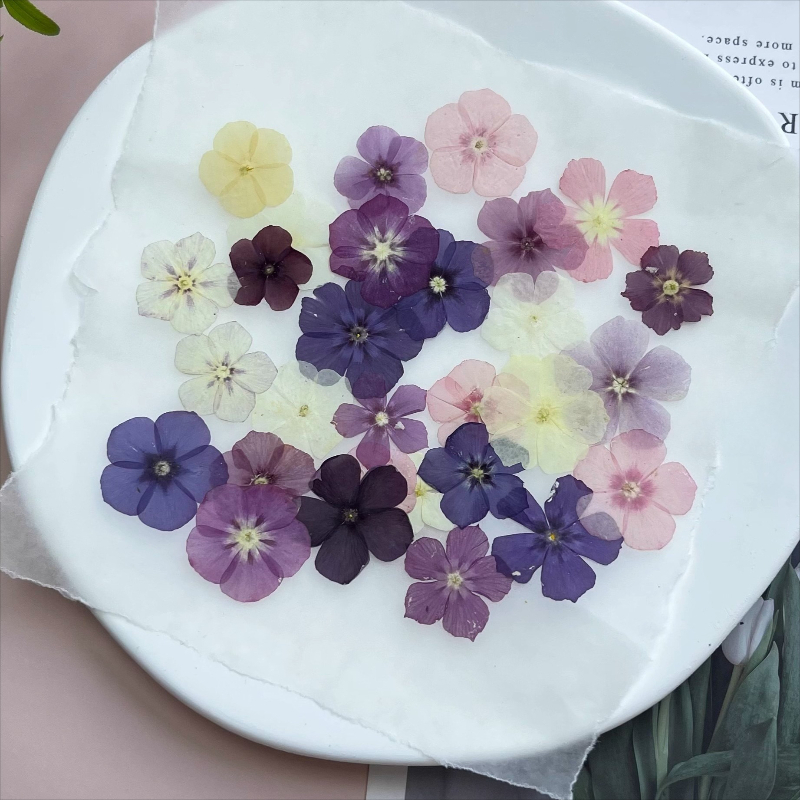12pcs,Semi-Transparent Niche P - Resin Art Case ulasan dan harga