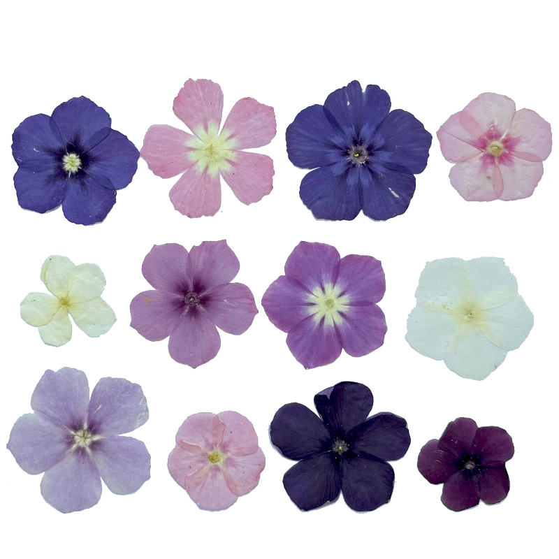 12pcs,Semi-Transparent Niche P - Resin Art Case ulasan dan harga